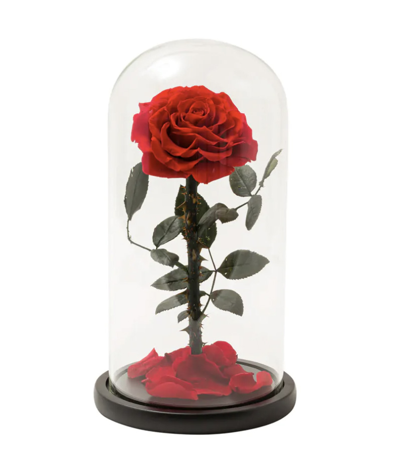 Beauty & The Beast Forever Rose